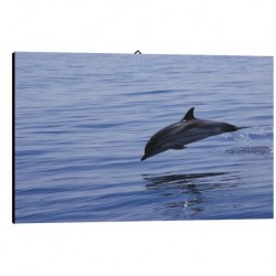 Bild Delfin Art. 09 cm 35x50 Kostenloser Transport Druck auf Leinwand das gemalde ist fertig zum aufhangen