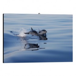 Bild Delfine Art. 08 cm 35x50 Kostenloser Transport Druck auf Leinwand das gemalde ist fertig zum aufhangen