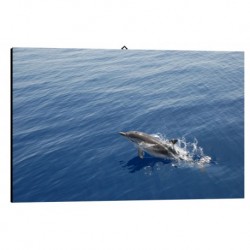 Bild Delfin blue Art. 11 cm 35x50 Kostenloser Transport Druck auf Leinwand das gemalde ist fertig zum aufhangen